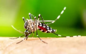 Jaraguá do Sul decreta Situação de Emergência em função da dengue