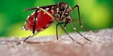 Dengue causa mais uma morte em Jaraguá do Sul