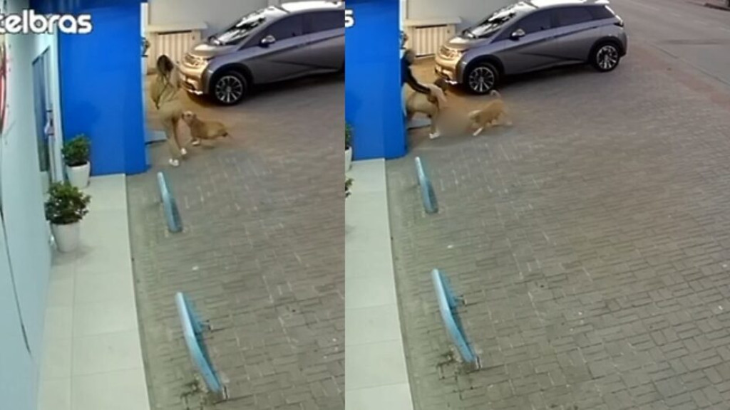 Pitbull pula no colo de mulher e arranca cachorrinha de pequeno porte em Joinville