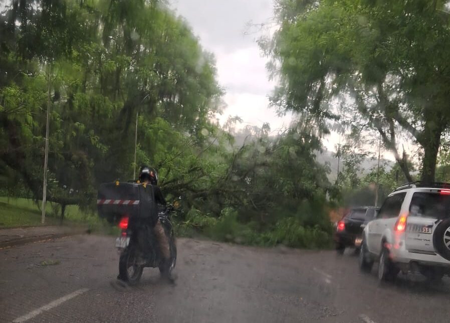 Árvore cai no Centro de Jaraguá do Sul após vento forte