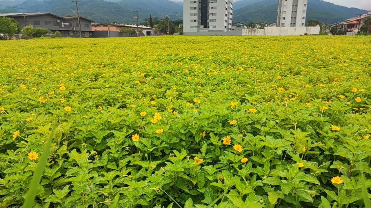 FUJAMA alerta que aplicação de herbicida nas calçadas é proibida