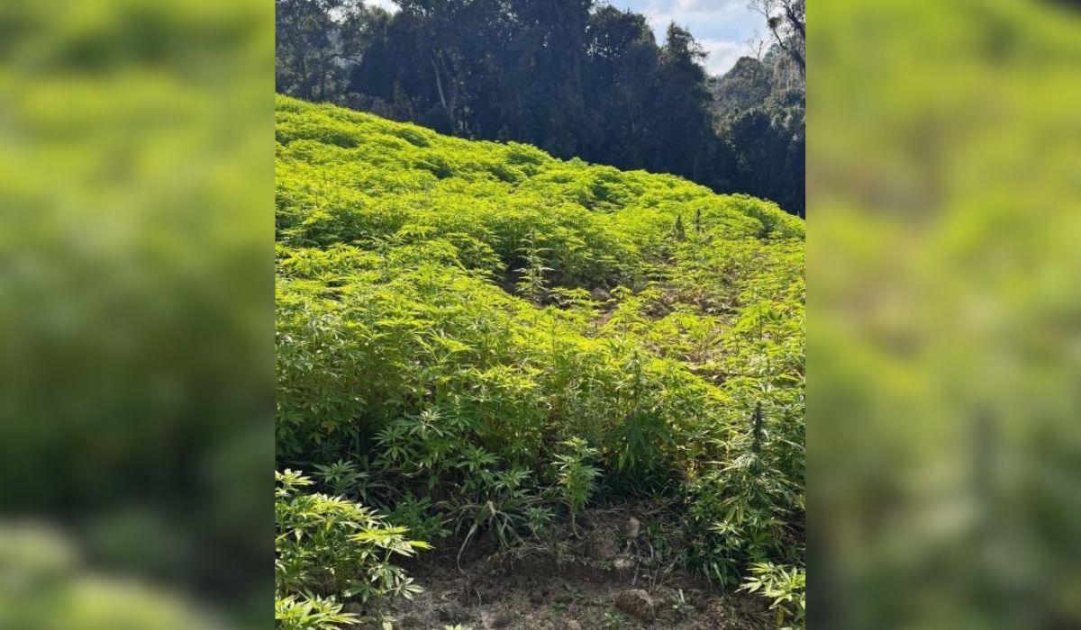 Mega plantação de maconha é descoberta pela polícia em pacata área de SC