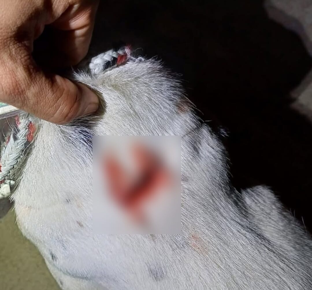 Moradores denunciam agressão a cão, e autor é preso pela PM em Jaraguá do Sul
