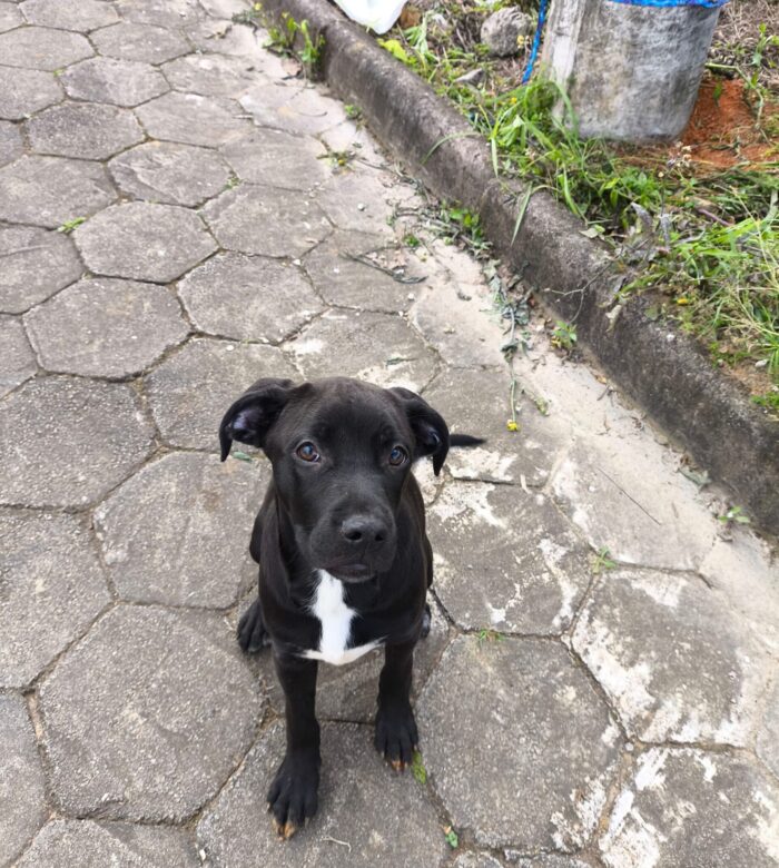 Joinville: Mulheres investigadas por abandonar cão amarrado em poste