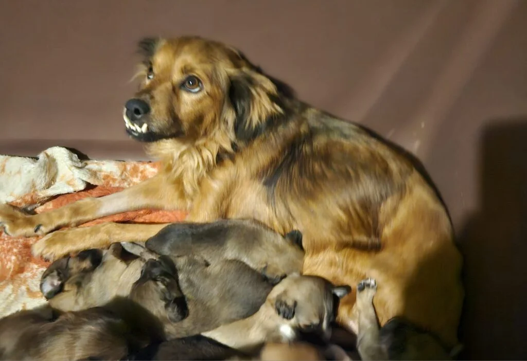 Nova feira de adoção de cães ocorre neste sábado na Praça