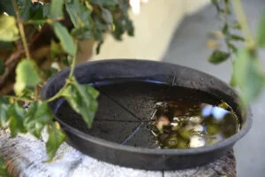 Combate à dengue: Saúde reforça ações de prevenção