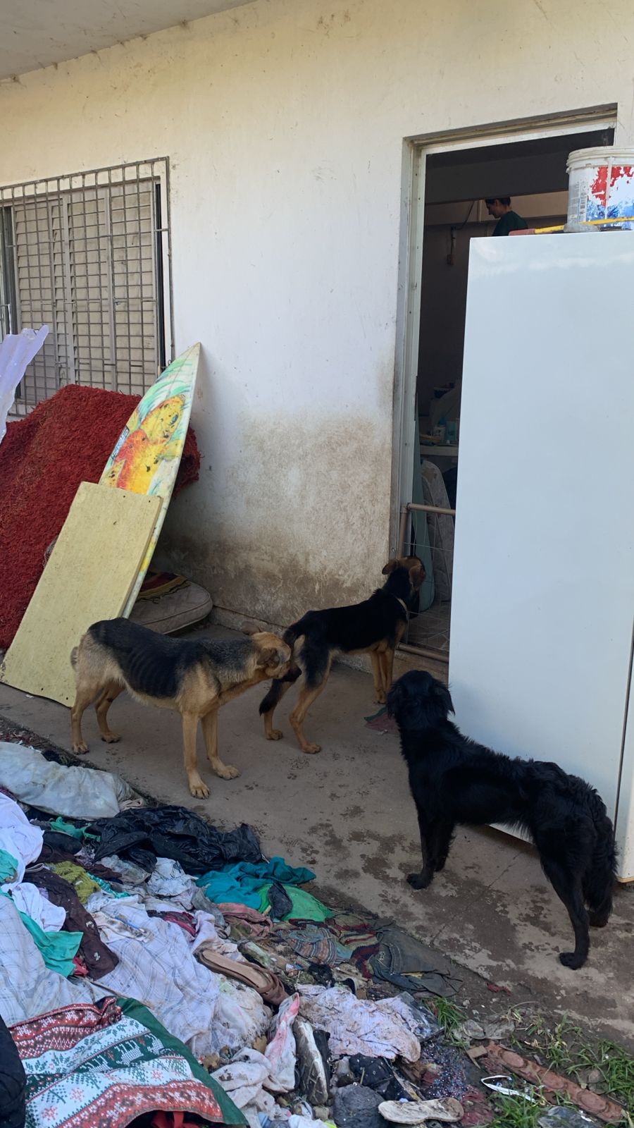 Polícia Civil prende mulher em flagrante por maus-tratos a cães