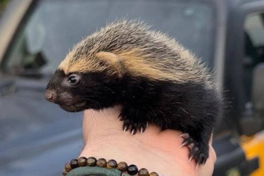 Mais de 600 animais silvestres são recolhidos em áreas urbanas de Jaraguá do Sul em 2025