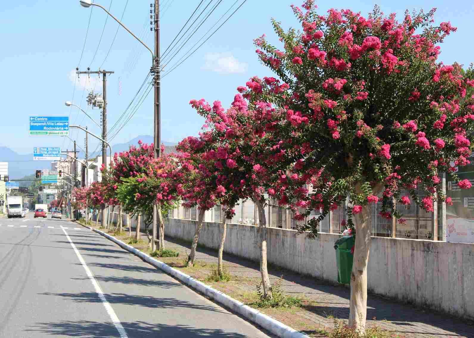 Jaraguá do Sul avança na elaboração do Plano Municipal de Arborização Urbana