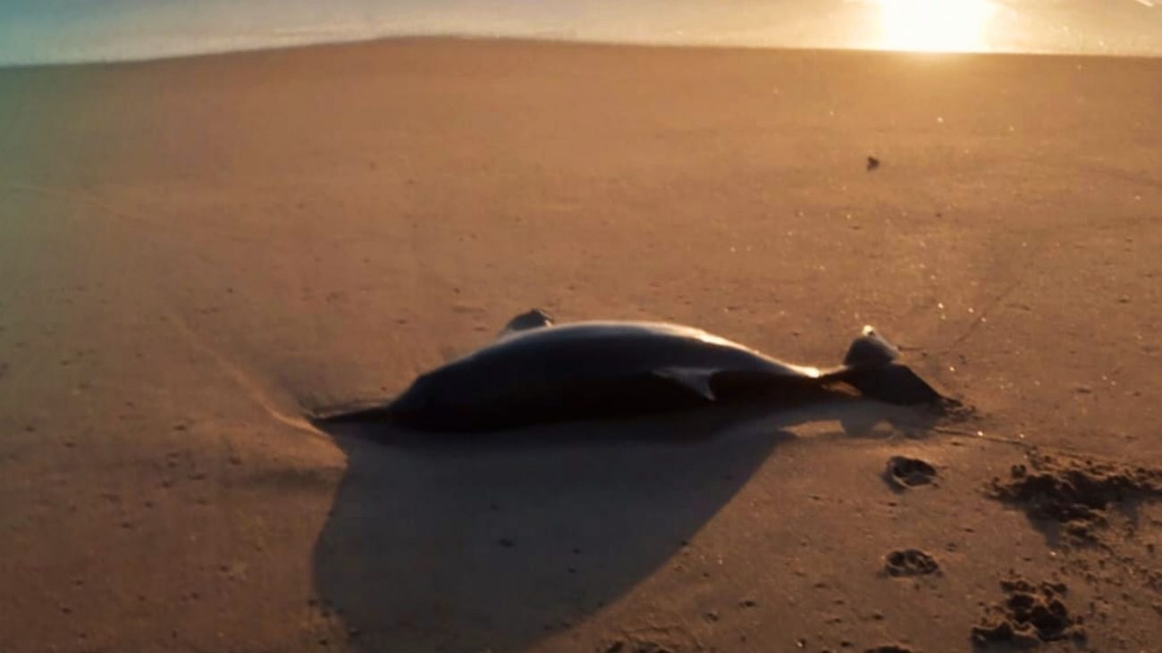 43 toninhas foram encontradas mortas no litoral de SC em 2026