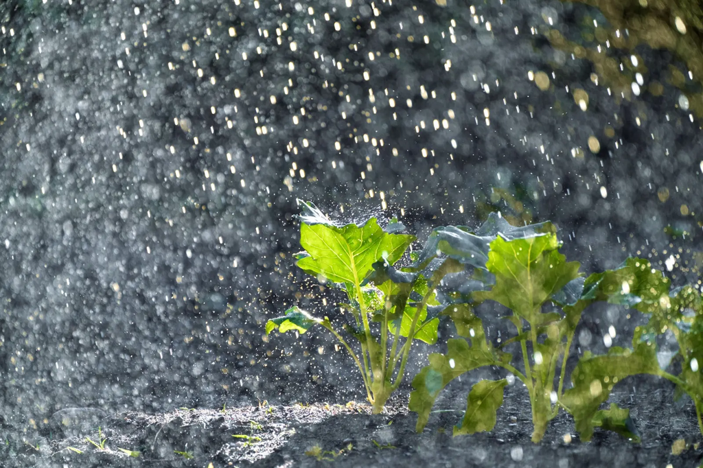 ATENÇÃO, PRODUTOR RURAL! Jaraguá do Sul lança guia contra o El Niño