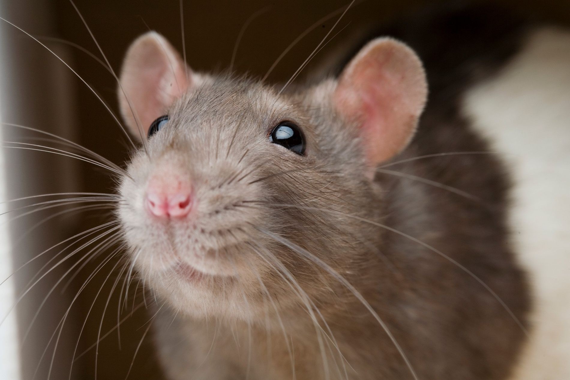 Santa Catarina confirma segunda morte por hantavirose em 2026