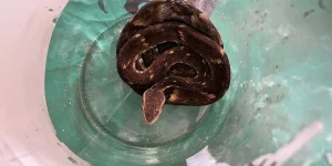 Jararaca é encontrada dentro de vidro em saco de recicláveis em Jaraguá do Sul