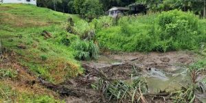 Jaraguá do Sul registra alagamentos, quedas de árvores e 100mm de chuva