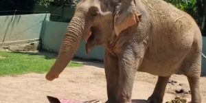 Alinka, elefanta do Zoo Pomerode, morre aos 66 anos