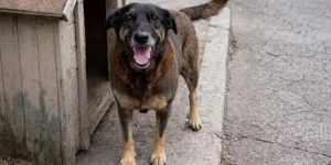 Polícia conclui inquérito sobre morte do cão Orelha e envia caso à Justiça