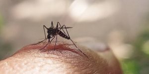 Dengue dispara em SC e deixa população em alerta