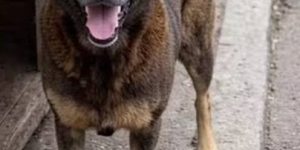 Inconsistências e lacunas levam MP a cobrar novas diligências em caso de cães na Praia Brava
