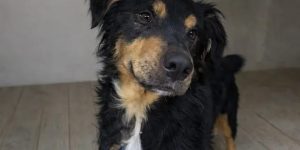 Fujama realiza nova feira de adoção de cães e gatos neste sábado em Jaraguá do Sul