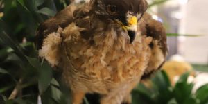 Fujama realiza ações alusivas ao Mês do Meio Ambiente em Jaraguá do Sul