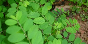 Folha de quebra-pedra será o 1º remédio fitoterápico do SUS