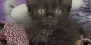 Fujama promove a última feira de adoção de 2024 nesta sexta-feira