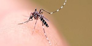 Jaraguá do Sul tem 33 localidades infestadas pelo mosquito da dengue