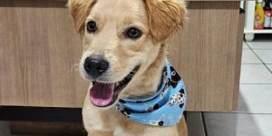 Fujama promove a primeira feira de adoção de animais de 2025