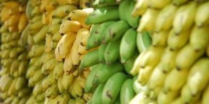 Vereadores de Guaramirim aprovam moção de repúdio contra importação de banana do Equador