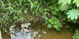 Fujama identifica possível descarte irregular de resíduos em ribeirão do Chico de Paulo em Jaraguá do Sul