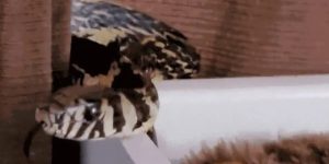 Família leva susto ao encontrar cobra dentro de berço de bebê em Jaraguá do Sul