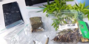 Adolescente é detido com 10 pés de maconha em Jaraguá do Sul