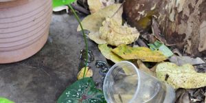 Alerta: calor exige atenção redobrada no combate à dengue