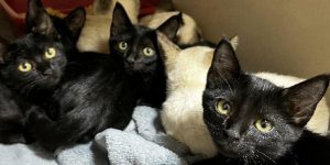 Mais uma feira de adoção ocorre na Praça neste sábado em Jaraguá