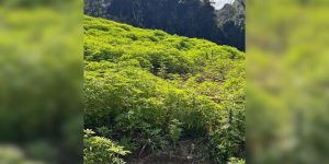 Mega plantação de maconha é descoberta pela polícia em pacata área de SC
