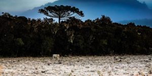 Frente fria e massa de ar polar derrubam temperaturas e SC pode registrar neve no fim de semana