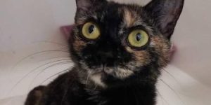 Jaraguá do Sul terá feira de adoção de animais neste sábado