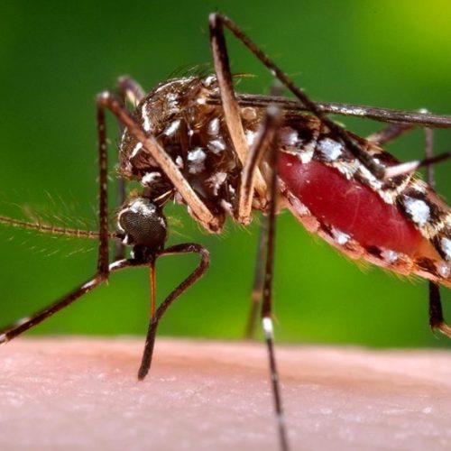 Em três dias, Jaraguá do Sul registra 716 novos casos de dengue