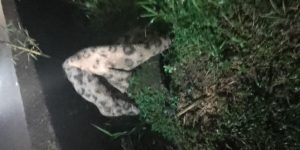 Bombeiros são mobilizados para resgatar onça, mas se deparam com coberta na BR-101