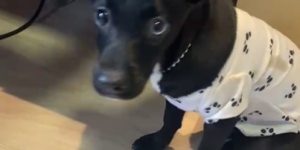 Polícia Civil resgata cachorra vítima de maus-tratos em Joinville