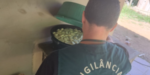 Vigilância Sanitária e PM apreendem produção irregular de palmito em Jaraguá do Sul