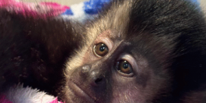 Macaco-prego ferido é resgatado em Jaraguá do Sul
