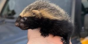 Mais de 600 animais silvestres são recolhidos em áreas urbanas de Jaraguá do Sul em 2025