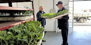 Programa Germinar distribuiu mais de 1,3 milhão de mudas em Jaraguá do Sul