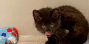 Raro gato-do-mato resgatado em Jaraguá do Sul é acolhido em instituto de SC