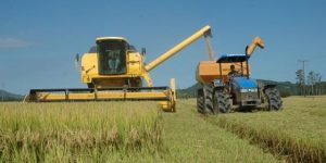 Abertura oficial da colheita do arroz de SC ocorre nesta quinta-feira, em Massaranduba