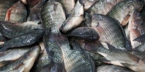 Santa Catarina proíbe tilápia importada do Vietnã por risco sanitário e protege cadeia aquícola estadual