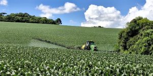 Produção de soja na Serra Catarinense deve crescer 28% este ano