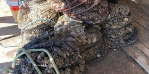 Após novas análises, Cidasc mantém suspensão de retirada, comercialização e consumo de moluscos bivalves