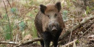 Lei que autoriza o controle e manejo sustentável dos javalis é sancionada em Santa Catarina